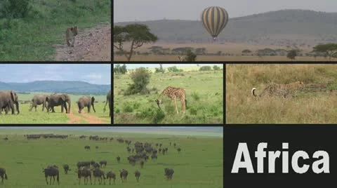African safari Stock Footage 10828822