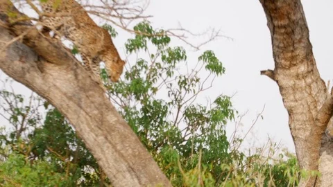 African Safari - Leopard Climbs Down from Tree Stockbeeldmateriaal 85000841