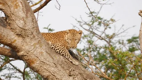 African Safari - Leopard Sits In Tree Stock Footage 85000827