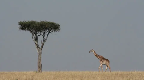 African safari - Masai giraffe and tree, Masai Mara National Reserve, Kenya Stock Footage