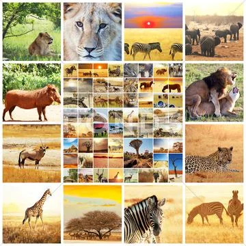 African safari Stock Photos