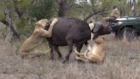 African Safari Vehicle Drives Past With Lions Killing Buffalo Prey. Stock Footage