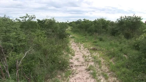 African savannah summer pictrures wild safari Tanzania Rwanda Botswana Kenya Stock Footage