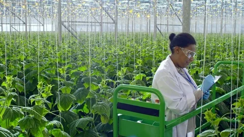 African Scientist Inspecting Plants in Greenhouse Stock Footage
