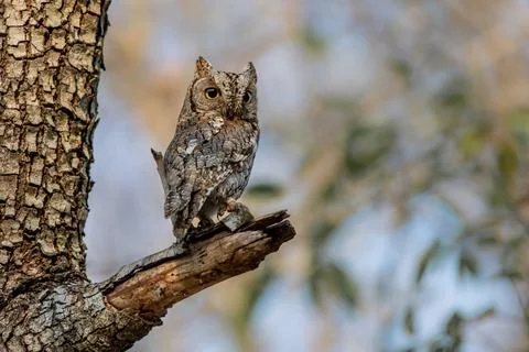 African Scops Owl, Otus senegalensis, perches on a tree Stock Photos