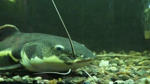 African sharptooth catfish | Stock Video | Pond5