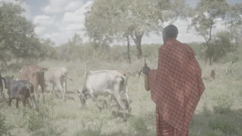 African Shepherd with cattle Stock Footage 90581969
