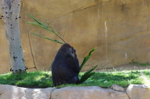 African Silverback Gorilla Foto stock