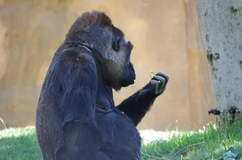 African Silverback Gorilla Foto stock