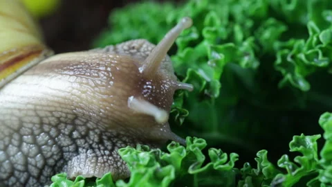 African snail eats leaf Stock Footage 128365092