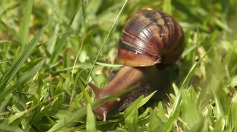 African Snail Stock Footage 11228804