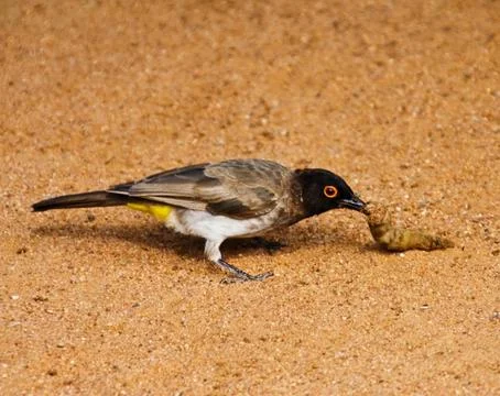 African sparrow Stock Photos