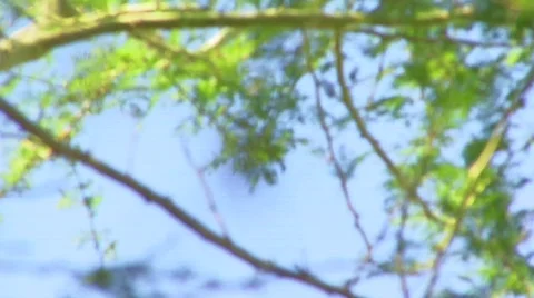 African Spider Stock Footage 808071