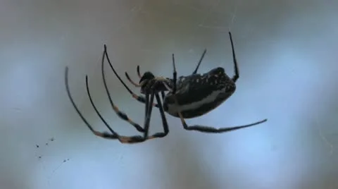 African Spider Stock Footage 22413140