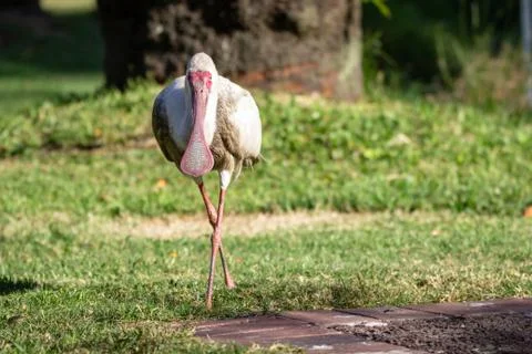 African spoonbill bird walking Stock-Fotos