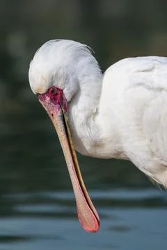 African Spoonbill up close Stock Photos