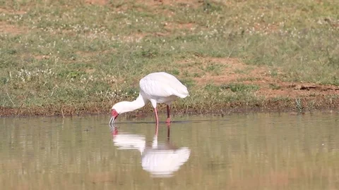 African Spoonbill Stock Footage 80681189