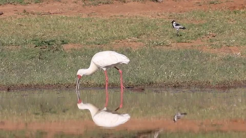 African Spoonbill Stock Footage 80681279