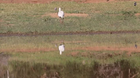 African Spoonbill Stock Footage 80681481