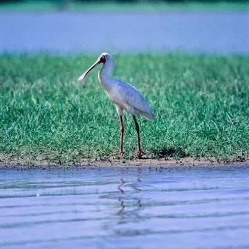 African Spoonbill Stock Photos