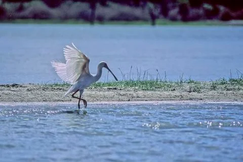 African Spoonbill Stock Photos
