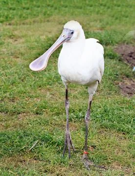 African Spoonbill Stock Photos