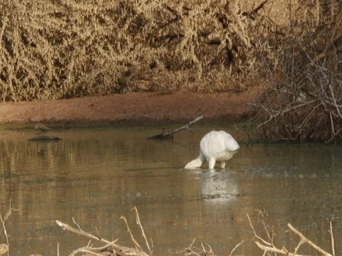 African Spoonbill in a pond Stock Footage