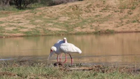 African Spoonbills Stock Footage
