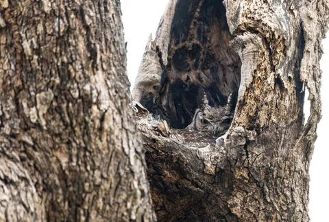 African spotted eagle-owl trying to hide in a tree, Namibia, Africa Stock Photos