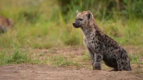 African Spotted Hyena Resting While Looking Around in Maasai Mara National Stock Footage 342234994