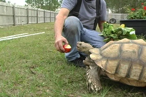 African Spurred Tortoise (1) Видео 592804
