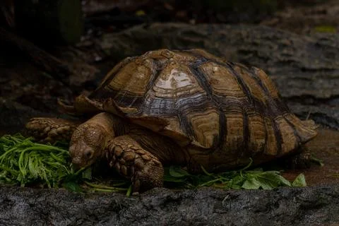 The African spurred tortoise, also called the sulcata tortoise Stock Photos