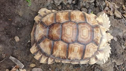 African Spurred Tortoise Carapace Pattern Fotos Stock