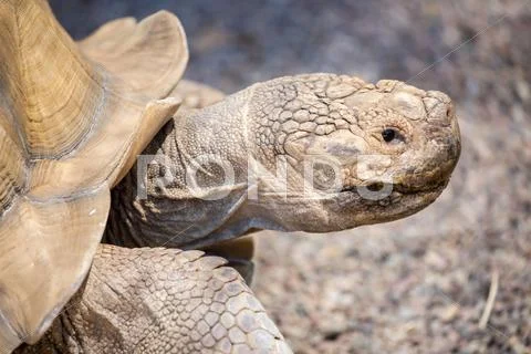 African spurred tortoise - Centrochelys sulcata Stock Photos