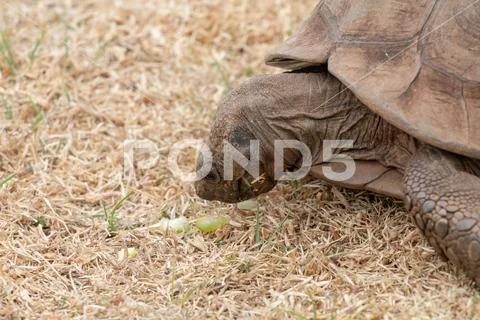 African Spurred Tortoise (Centrochelys sulcata) Stock Photos