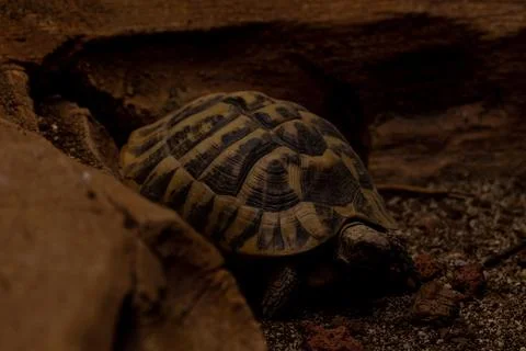 African spurred tortoise Centrochelys sulcata, sleeping on the sand Stock Photos