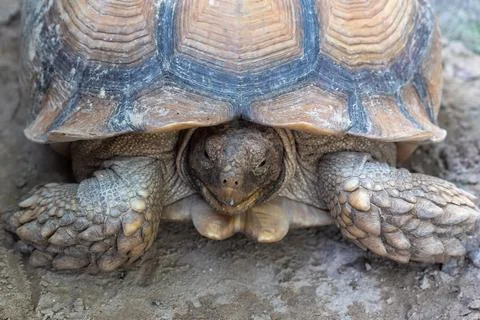 African Spurred Tortoise Close Up Stock Photos