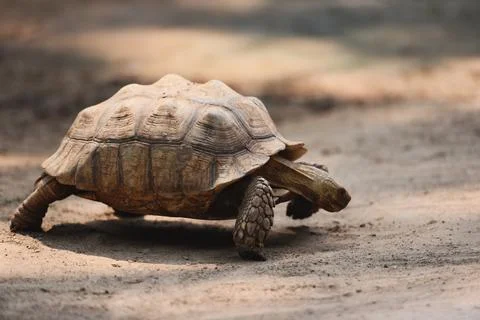 African spurred tortoise / Close up turtle walking Stock Photos