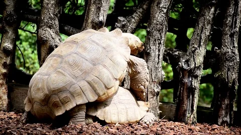 The African spurred tortoise copulating. 库存影片 114955343