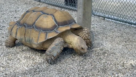 African Spurred Tortoise Eating Close Up Gravel Zoo Paris Giant Shell Feeding Stock Footage 336614963