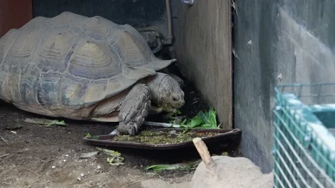 African Spurred Tortoise Eating Large Leaf Stock Footage 338190736
