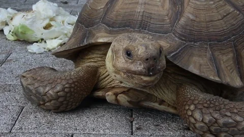 The African spurred tortoise Stock Footage 84167959