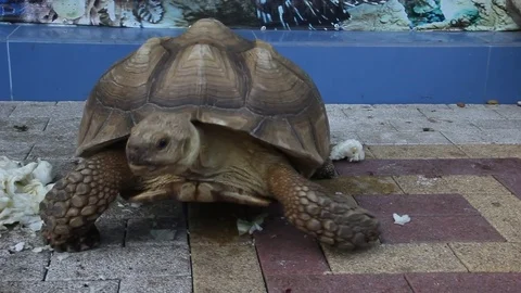 The African spurred tortoise Stock Footage 84168040