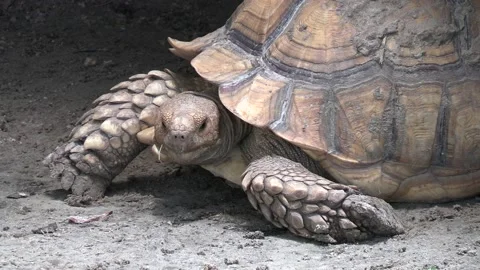 AFRICAN SPURRED TORTOISE Stock Footage 157291860