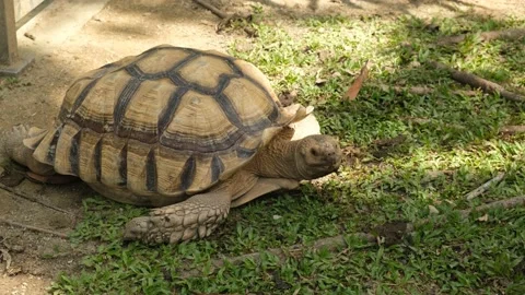 African Spurred Tortoise Stock Footage 225762801