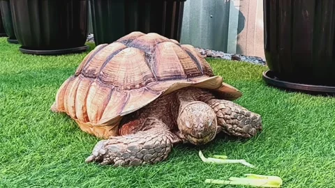 African spurred tortoise on green artificial grass. Video stock 280841334