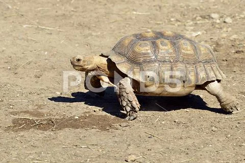African spurred tortoise on ground Stock Photos