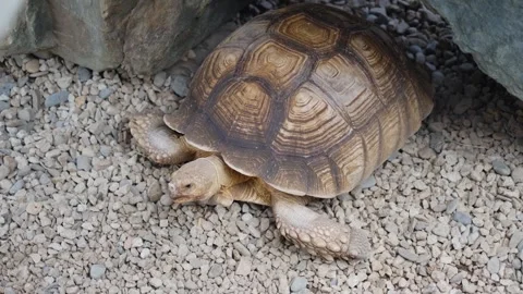 An African spurred tortoise is lying down and resting Stock Footage 340664775