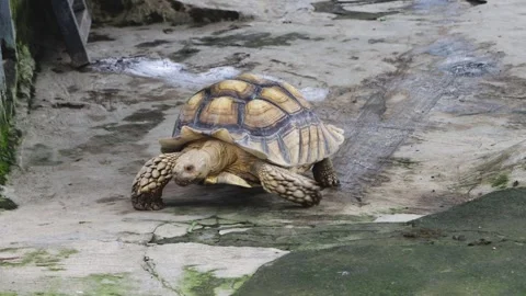 African Spurred Tortoise Moving Quickly on Concrete Ground Stock Footage 320427054