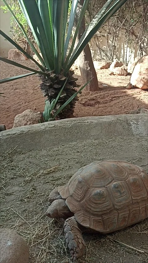African Spurred Tortoise Moving on Sandy Ground at Rabat Zoo, Morocco Video stock 343959579